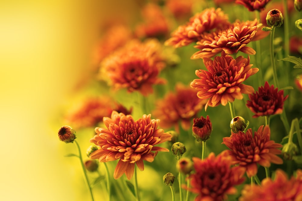 Autumnal chrysanthemums.