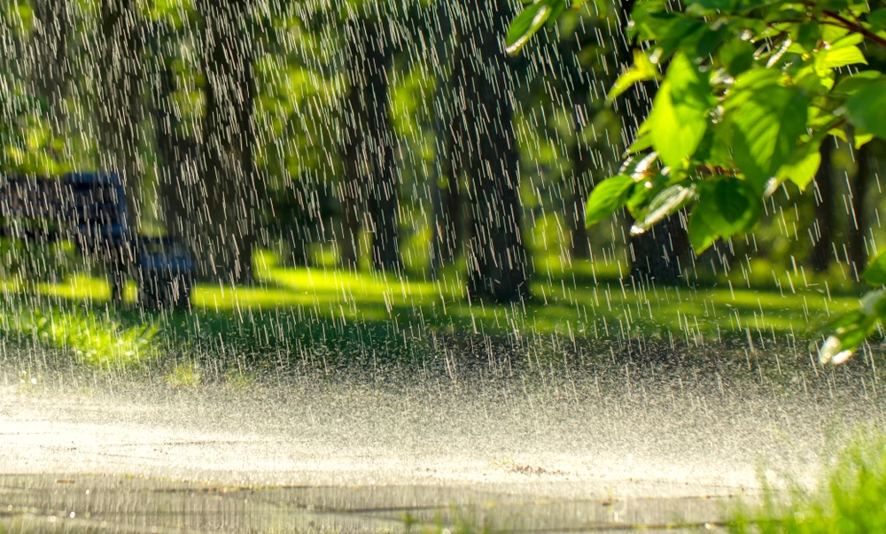 Rain falling on asphalt near a forest area.