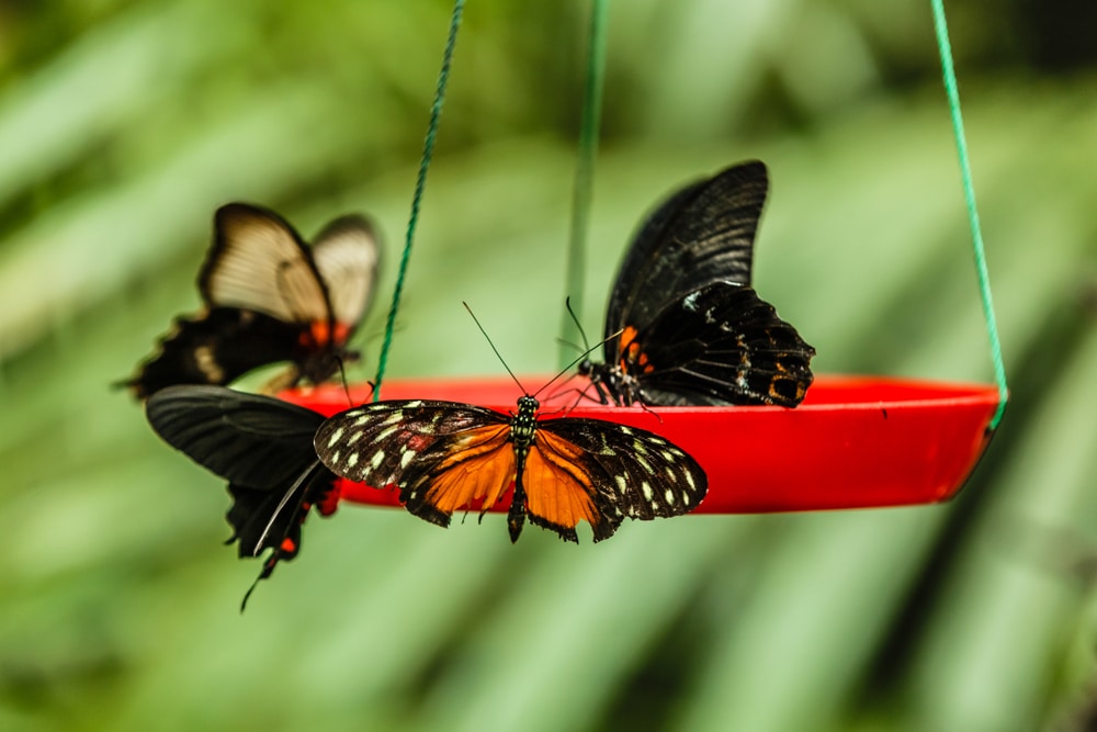 Several butterflies on a red butterfly feeder.