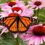 What Is A Butterfly Garden (And Why Consider One)?