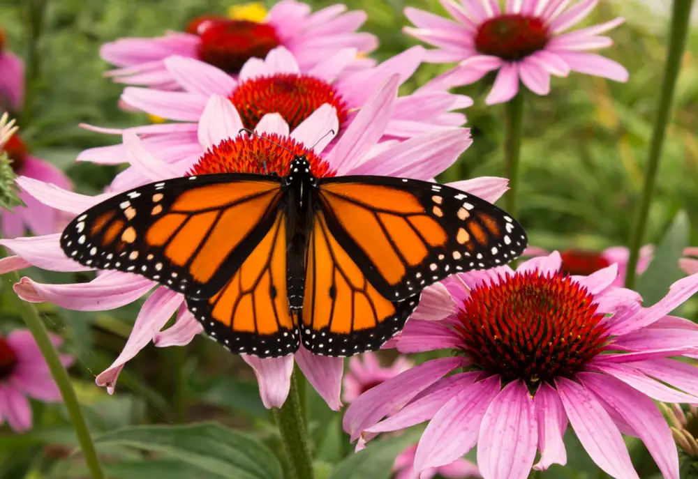 What Is A Butterfly Garden (And Why Consider One)?