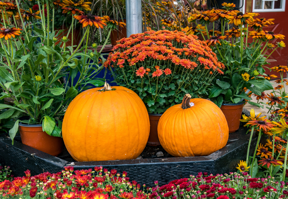 Two pumpkins and flowers in a fall garden.