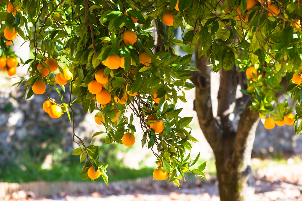 An orange tree in the sun.