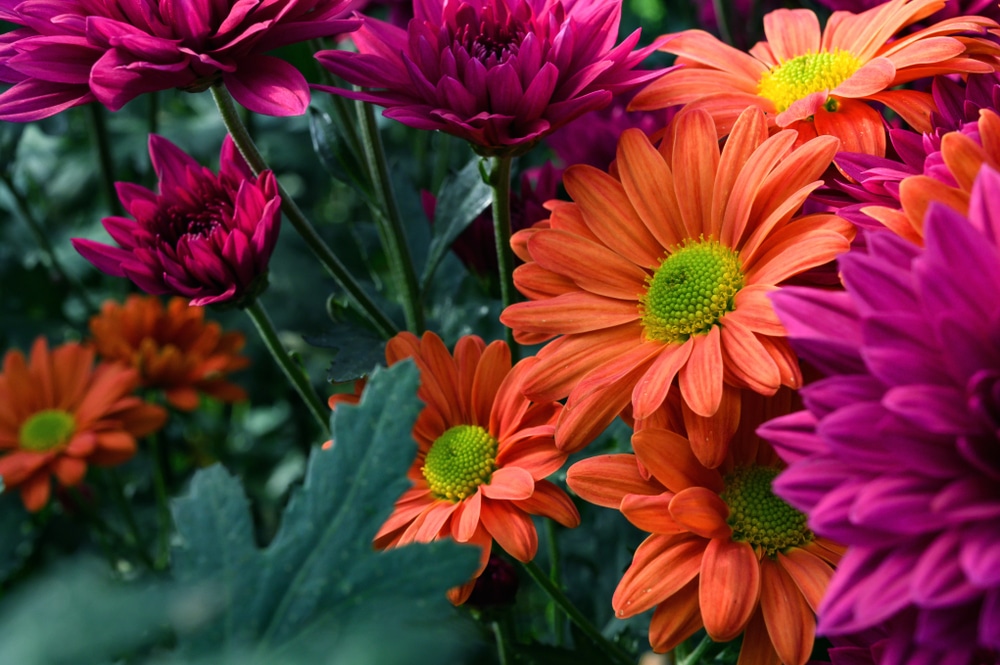 Orange and magenta fall flowers.