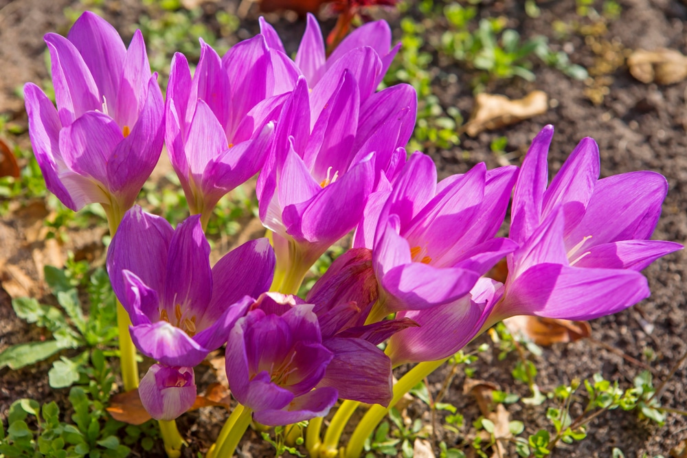 Autumn crocus flowers.