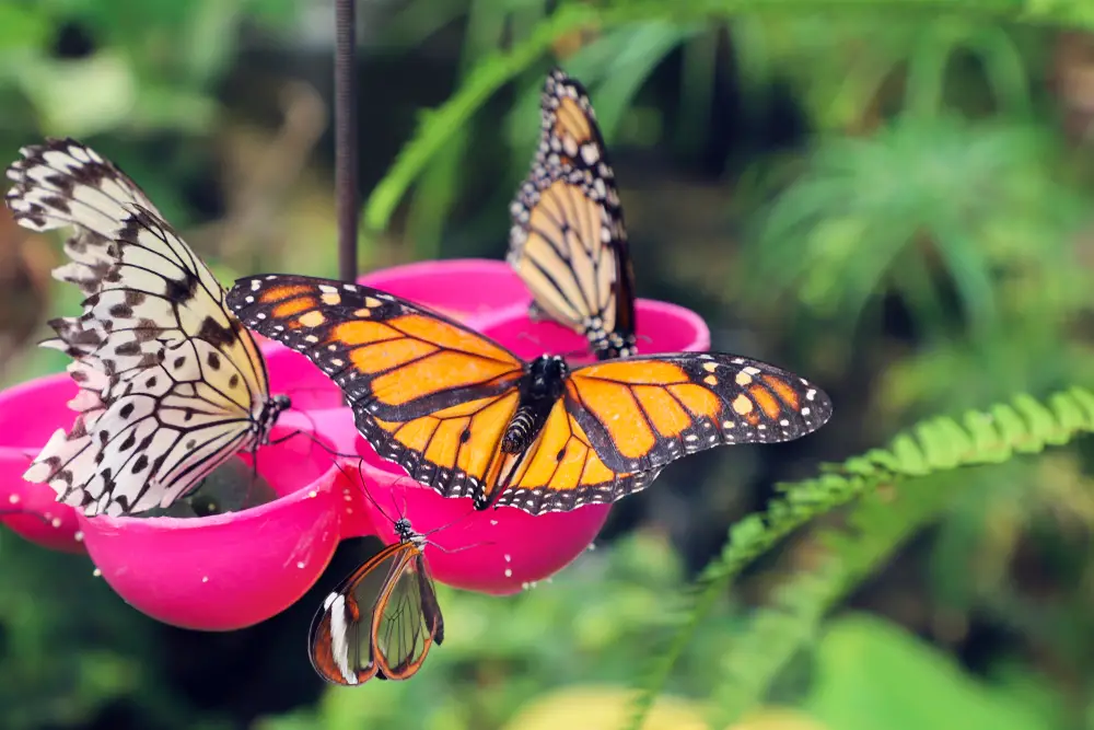 Several butterflies on a pink butterfly feeder.