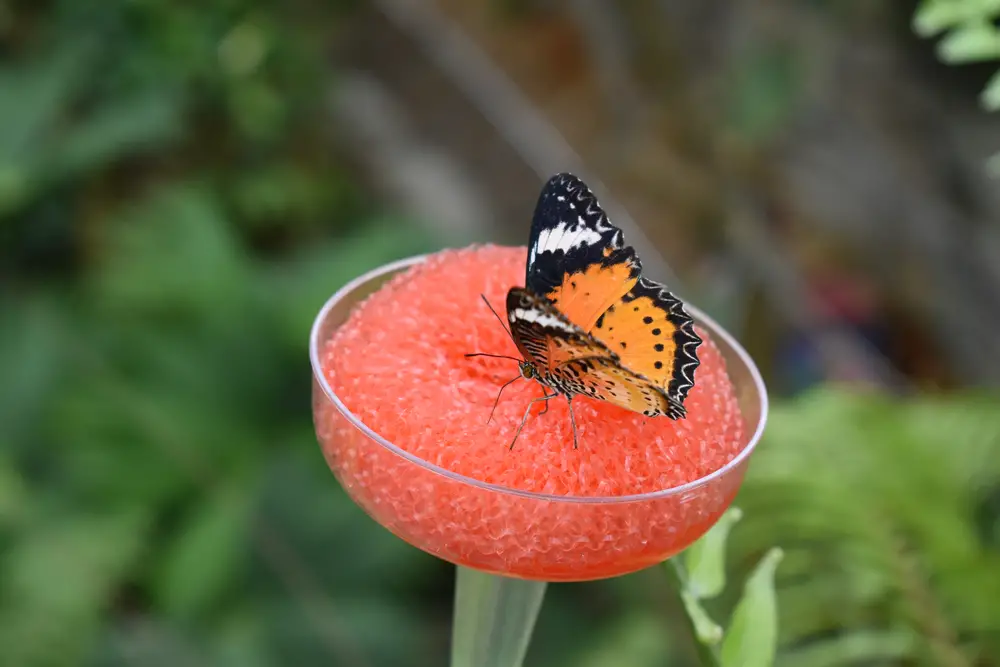 A butterfly on a butterfly feeder made from a red sponge and a cup.