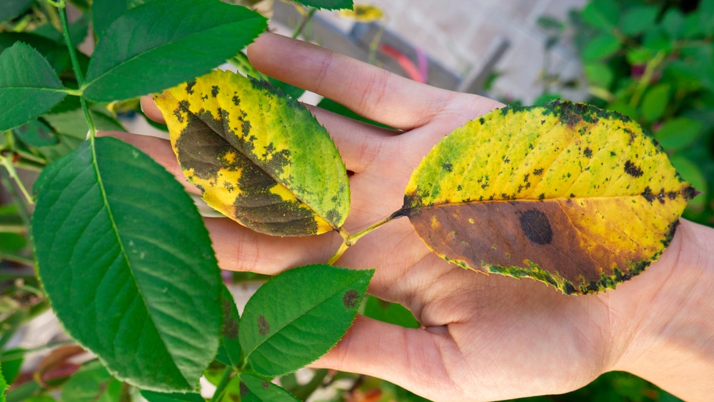 Someone's hand holding the diseased leaves of a plant.