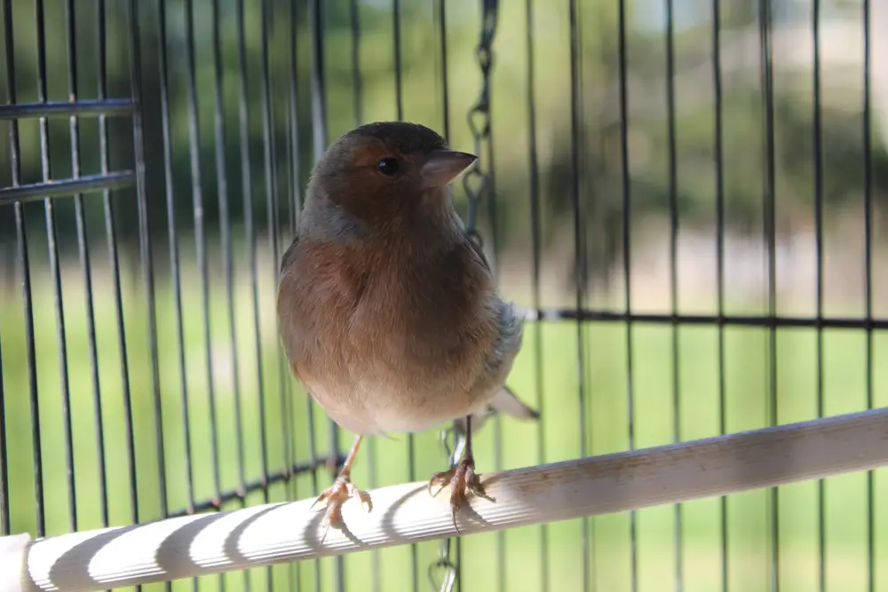 A closeup of a chaffinch standing on a perch in an outdoor cage.