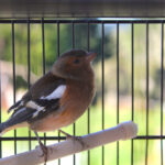 Should You Keep A Chaffinch As A Pet: Everything To Know