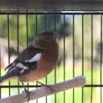 A closeup of a chaffinch in an outdoor cage.