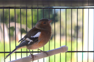 A closeup of a chaffinch in an outdoor cage.