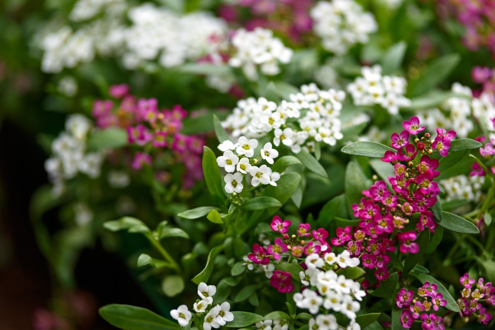 Purple and white sweet alyssum flowers.