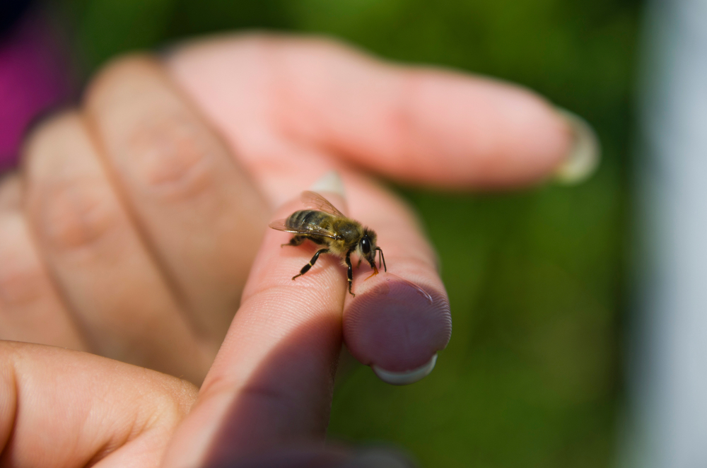 A woman letting a bee walk across her fingers.