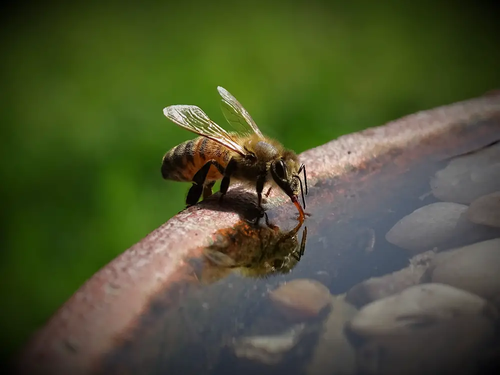 A closeup of a bee drinking water.