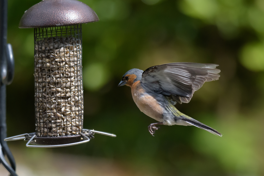 A chaffinch approaching a bird feeder with seeds.