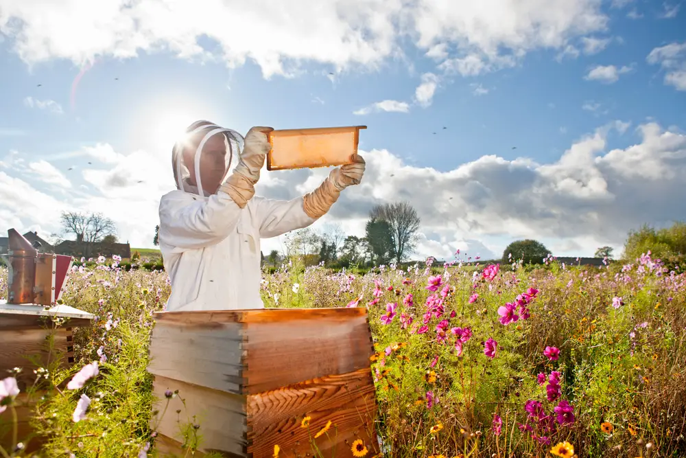 A beekeeper working outside.