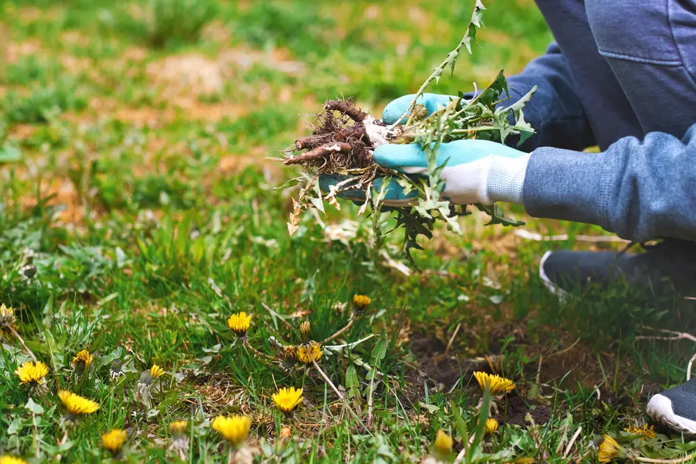 A person hand-pulling weeds.