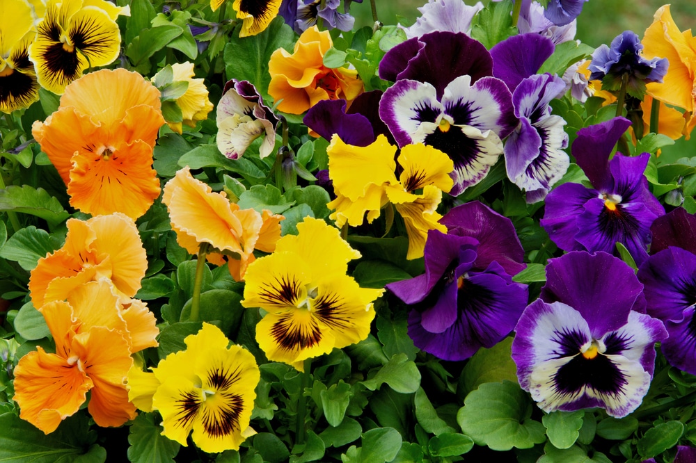 Pansies of various colors.