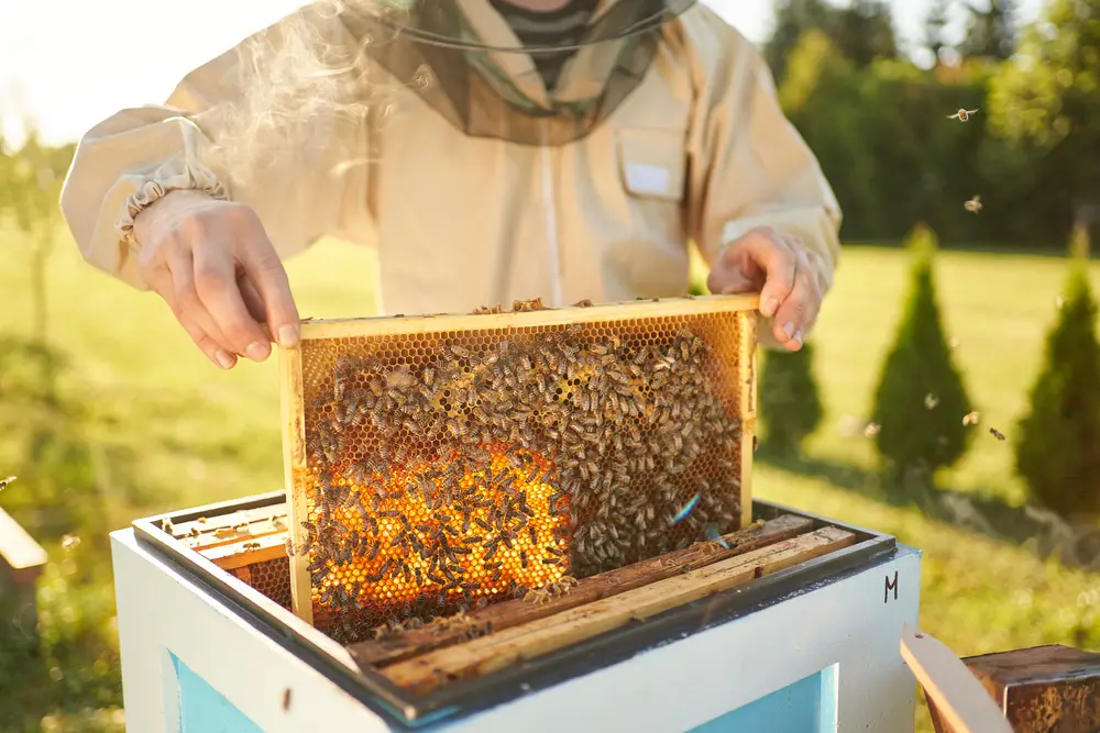 A beekeeper removing a frame from their beehive.