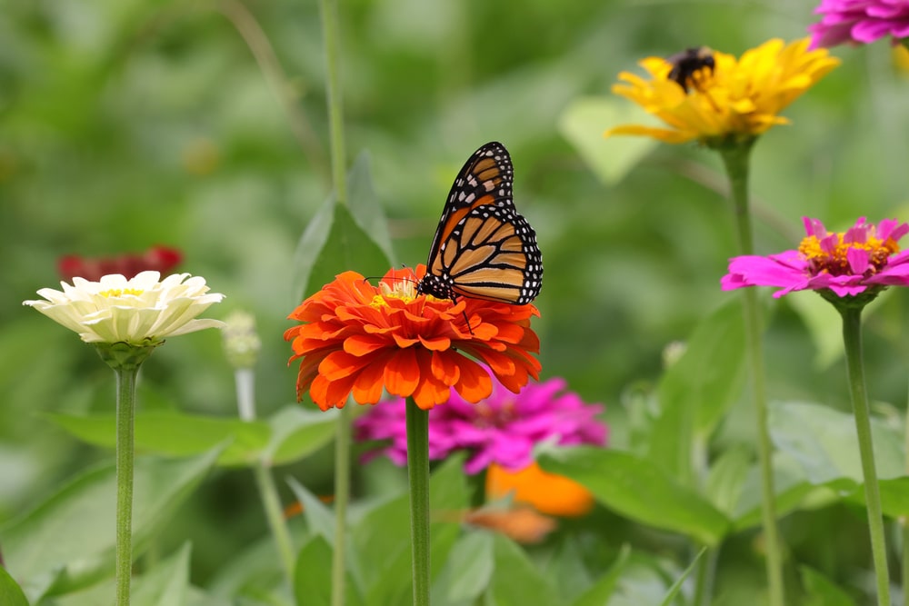 A butterfly on an orange flower.