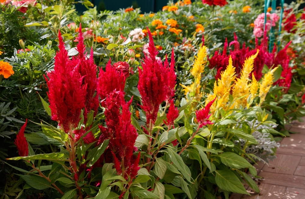 Cockscomb flowers in a garden.