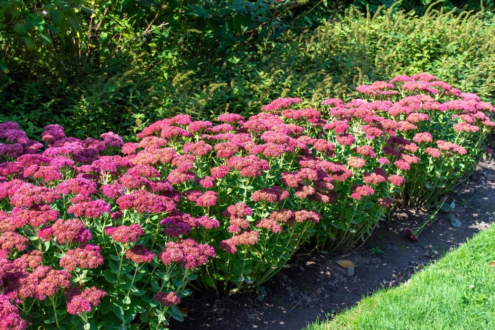 A row of autumn joy stonecrop in a garden.