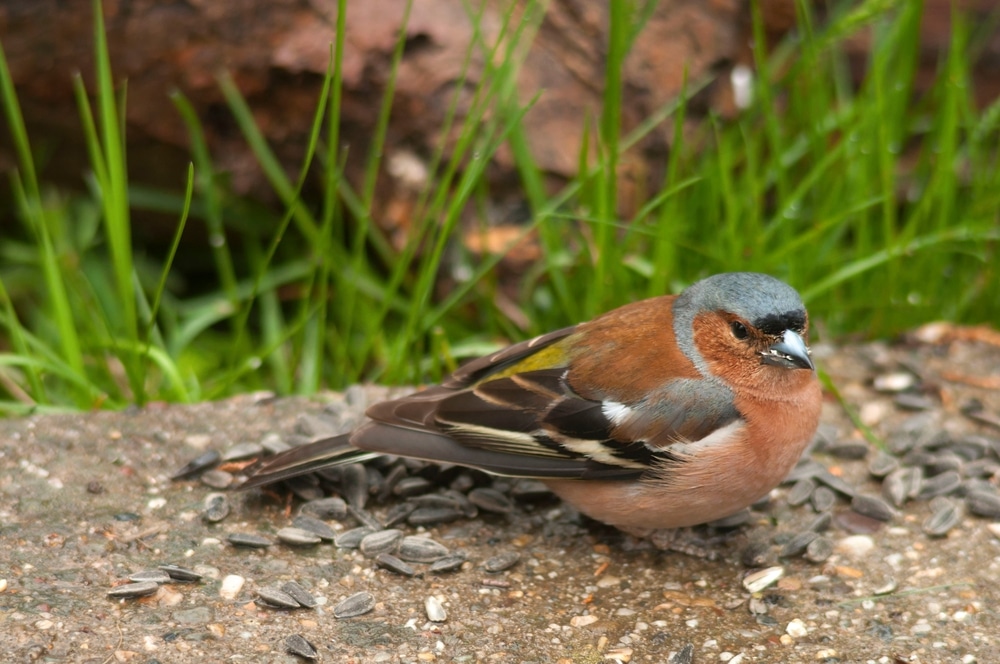 A closeup of a chaffinch on the ground with sunflower seeds around it.