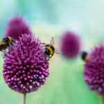 How To Make A Bee-Friendly Garden: 6 Top Tips