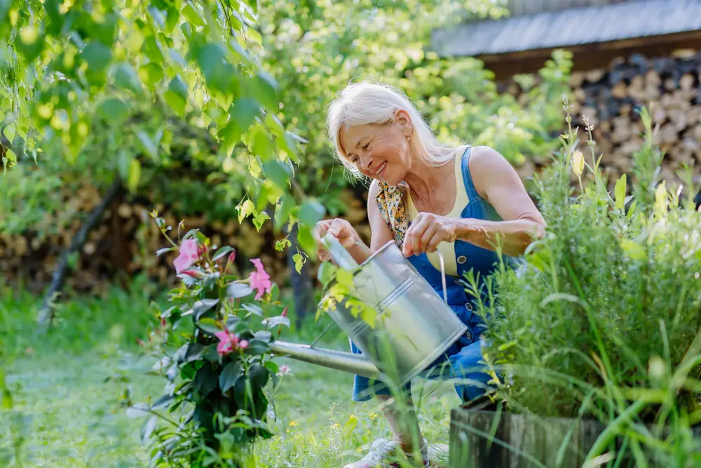 An old woman watering some flowers with a metal watering can.