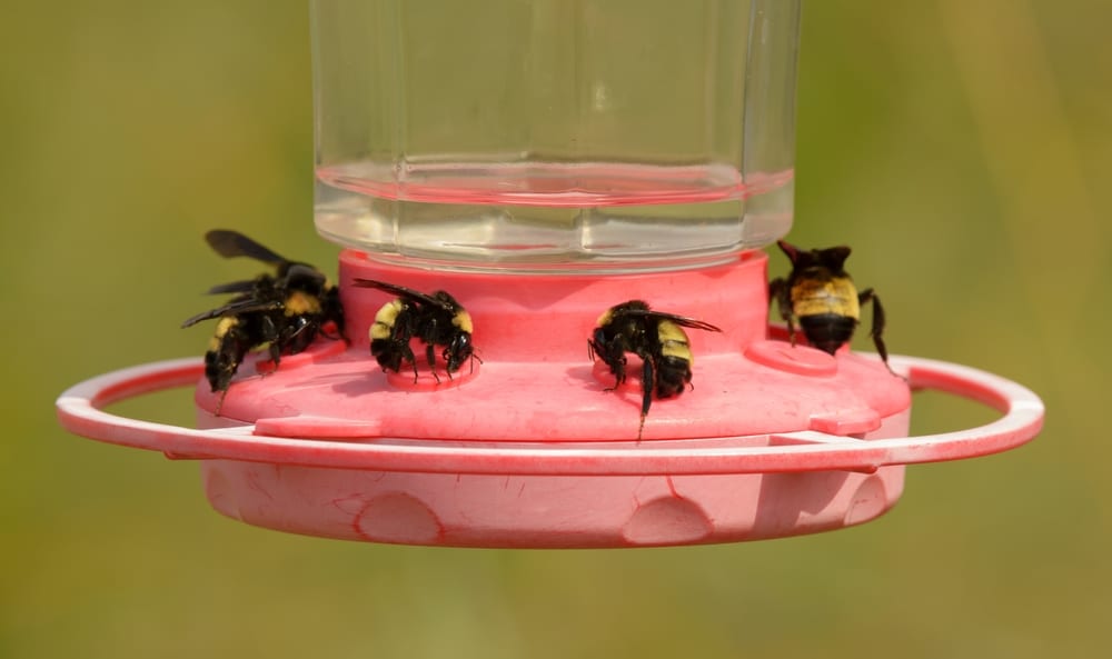 Bees eating from a red bee feeder.