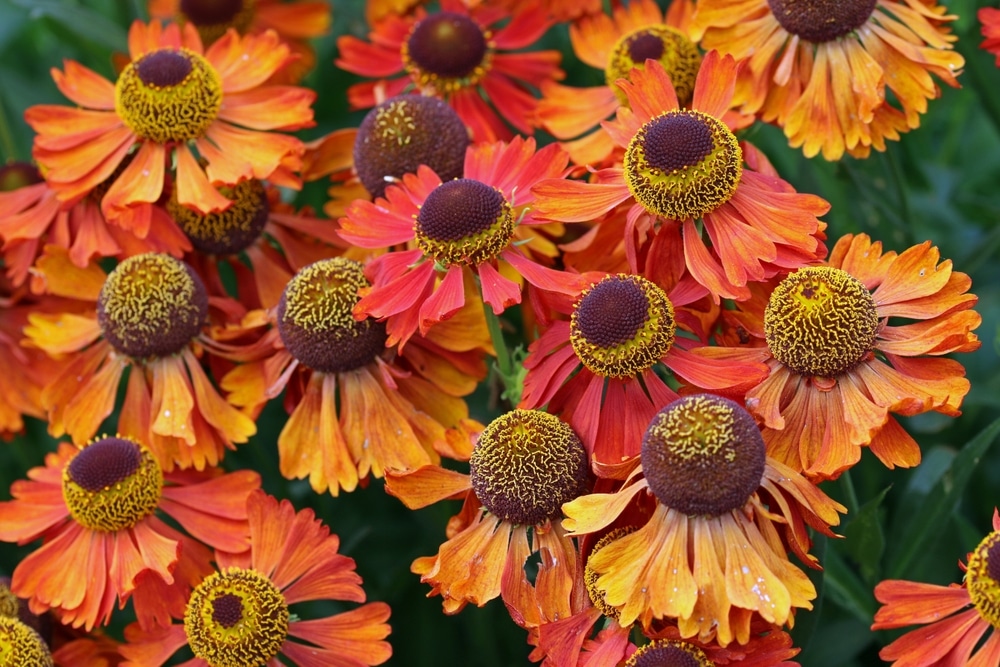 A closeup of a bunch of sneezeweed flowers.