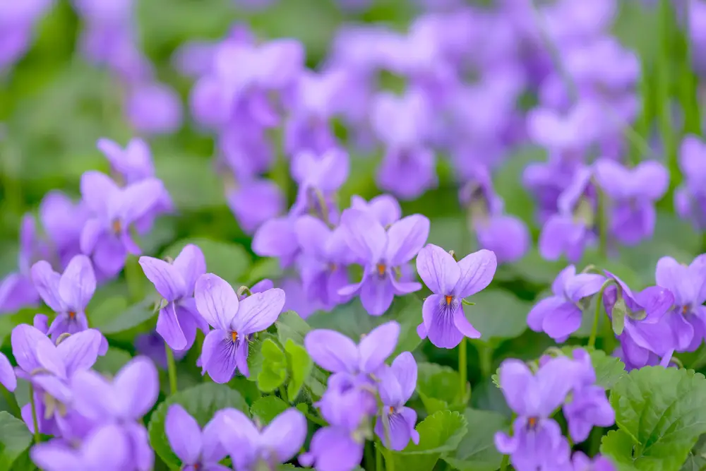 A bunch of violets.