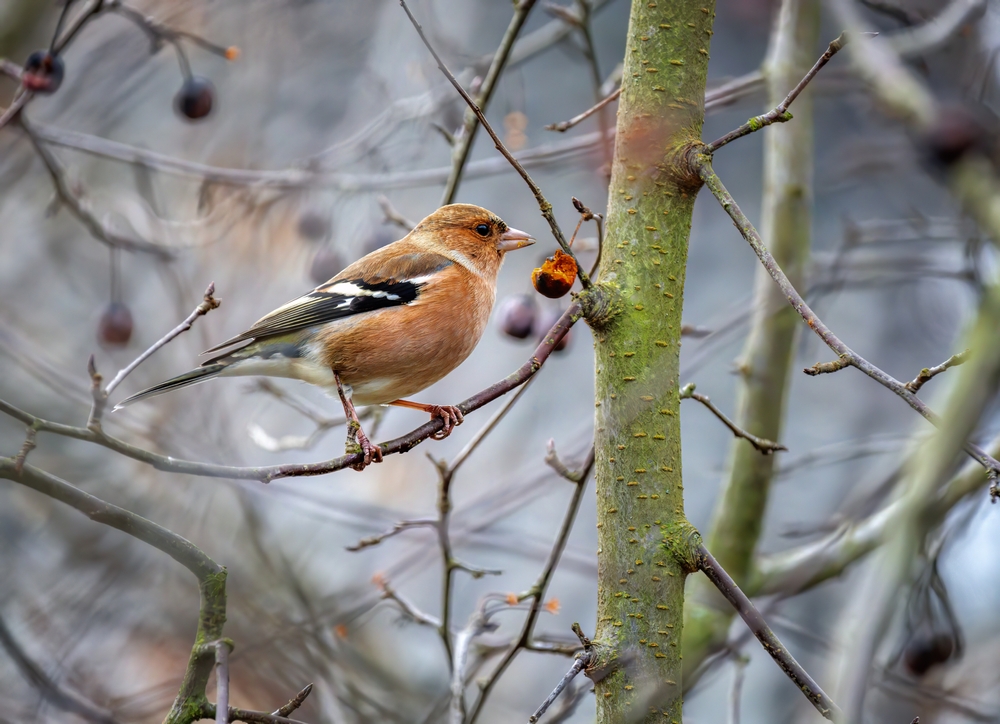 A chaffinch on an apple tree.