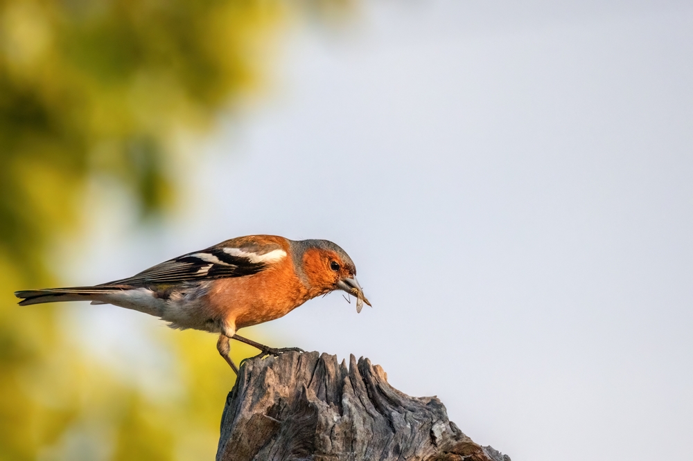 A chaffinch eating an insect.