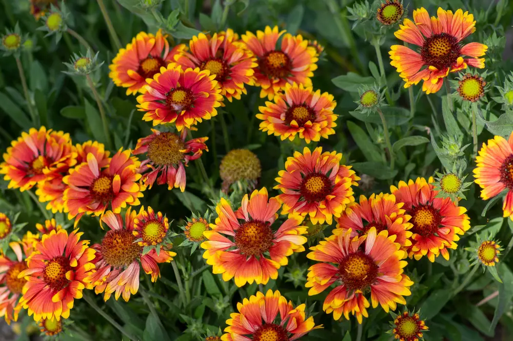 A group of blanketflowers.