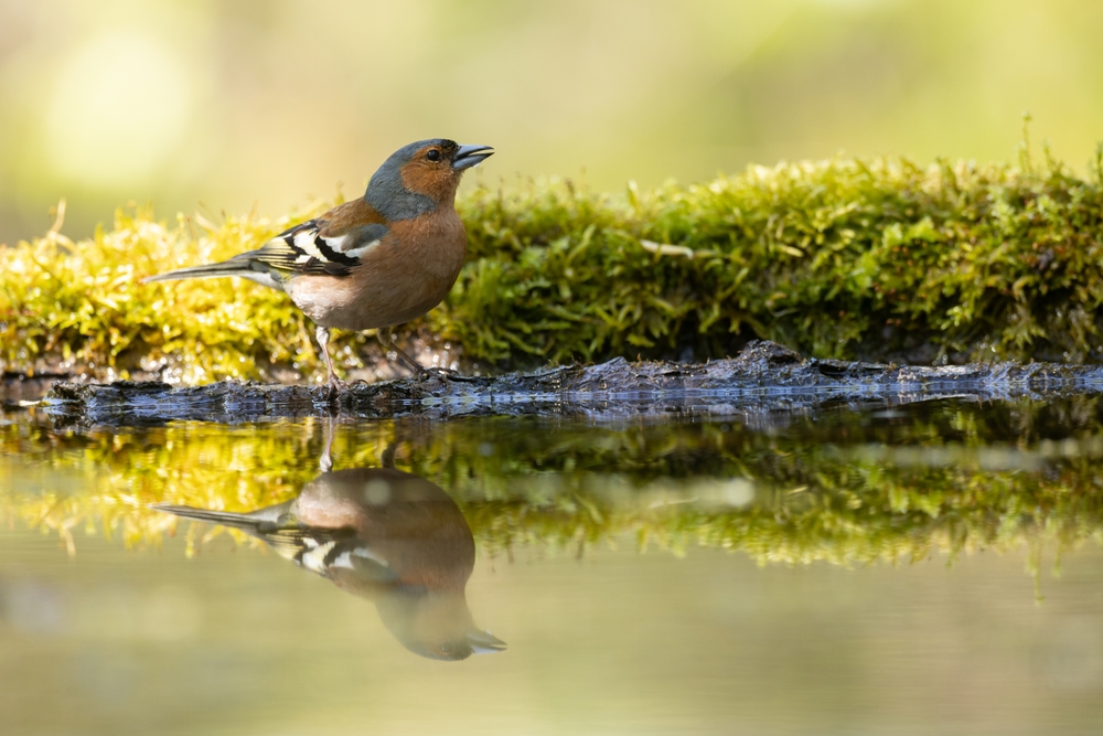 A chaffinch standing by some water.