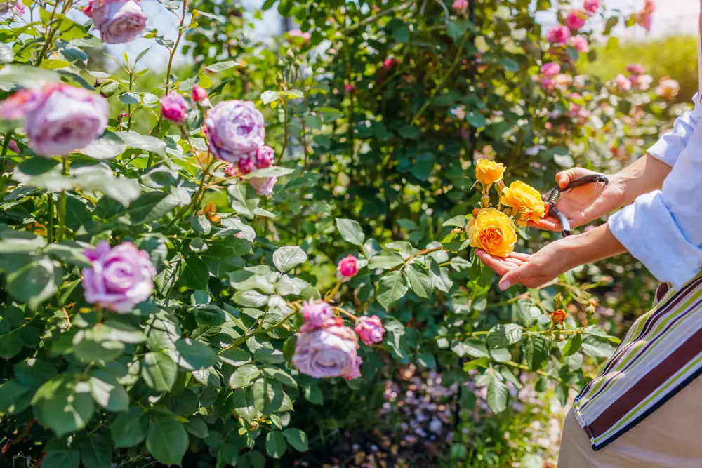A person pruning some yellow flowers in their garden.