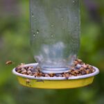 How To Make A Bee Feeder With Step-By-Step Instructions