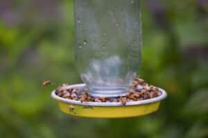 A bunch of bees eating from a bee feeder.