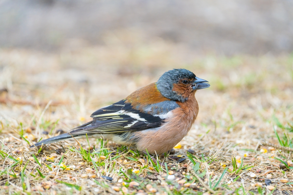A chaffinch eating a sunflower seed.