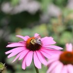 What Do Bees Eat (And What Can You Do About It)?