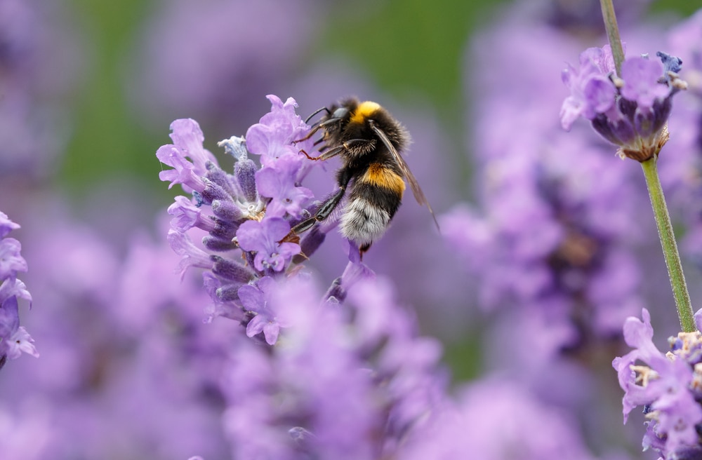 A bee on a purple flower.