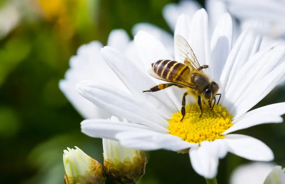A closeup of a bee on a white and yellow flower.