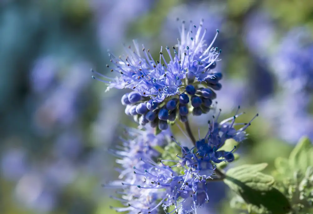A closeup of bluebeard flowers.