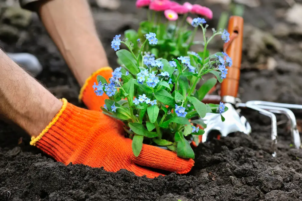 A closeup of a gardener planting blue flowers.