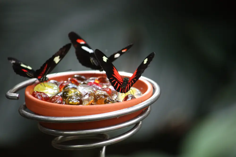 Black, red, and white butterflies on a butterfly feeder with glass stones in it.