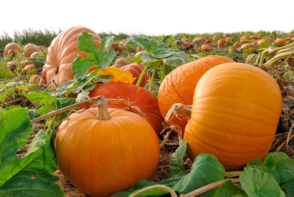 A pumpkin patch.