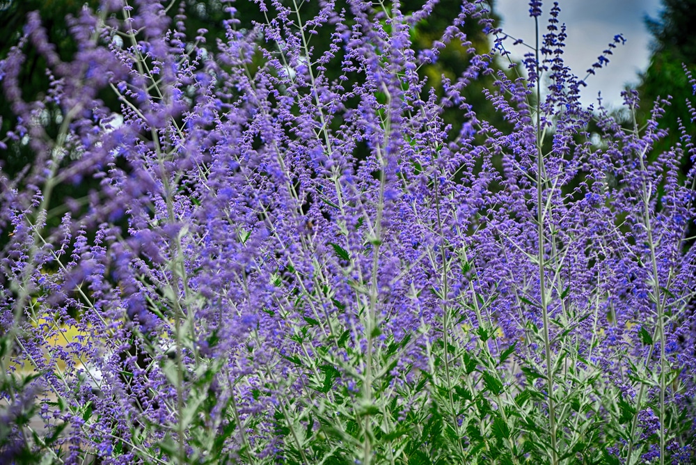 Russian sage flowers.