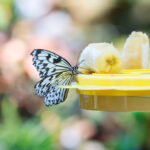 4 Best Butterfly Feeders For Your Garden (And Why)
